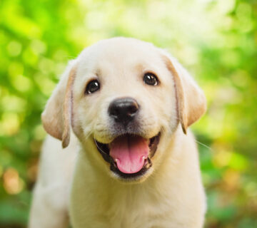 dog breeds for autistic kids. autisim. kids club aba. georgia, usa.