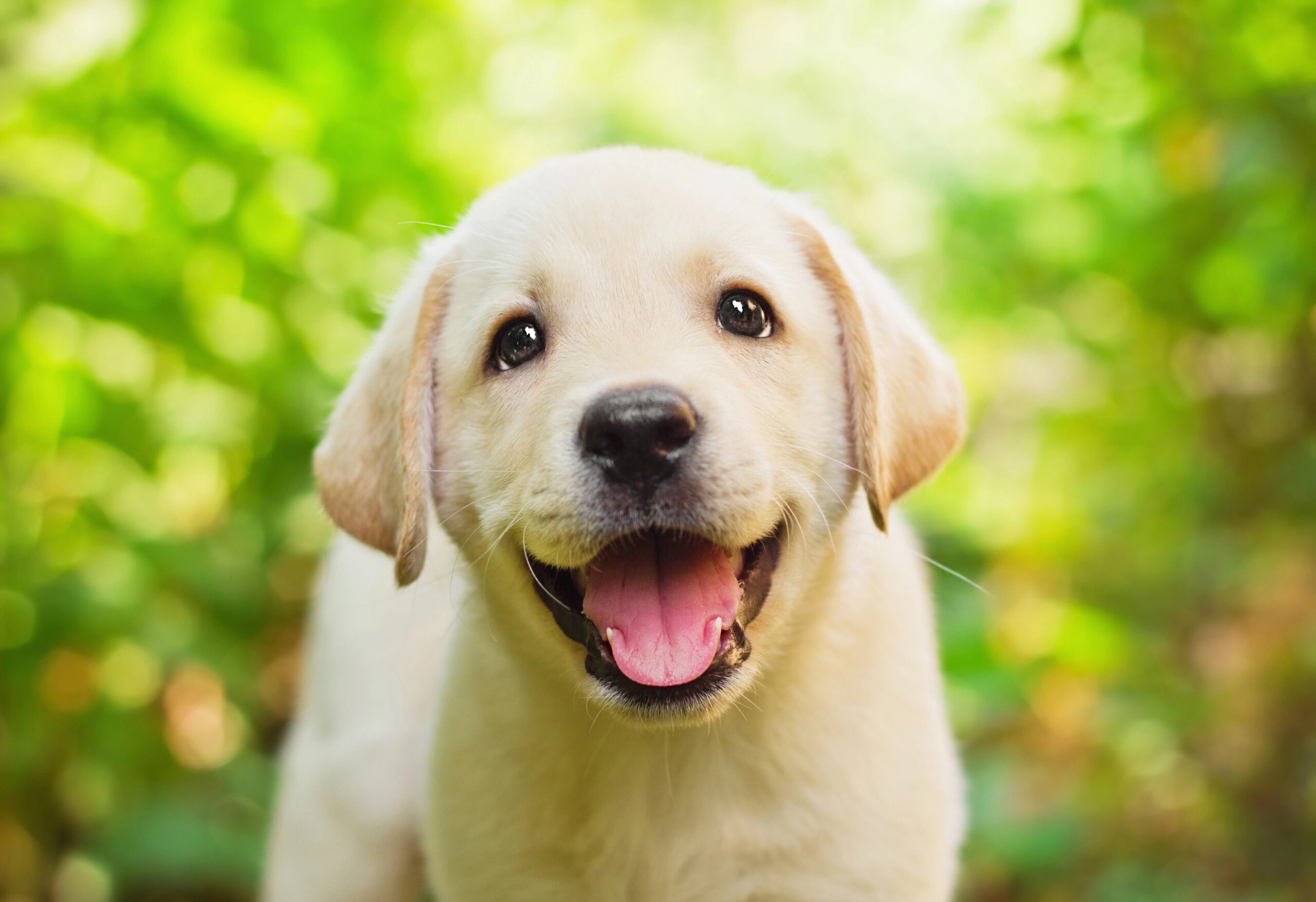 dog breeds for autistic kids. autisim. kids club aba. georgia, usa.